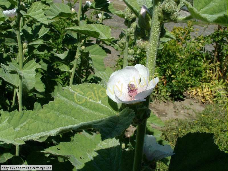 Proskurník nať řezaná